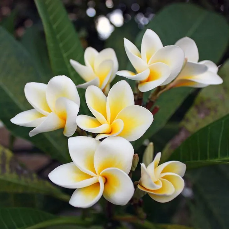 LAIT DEMAQUILLANT - FLEURS DE FRANGIPANIERS